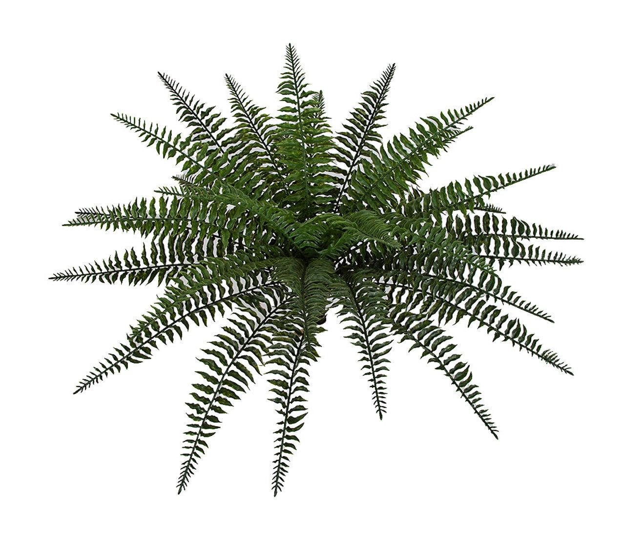 Universal Rocks 23 Inch Outdoor Boston Fern Plant - BOSTON-SM