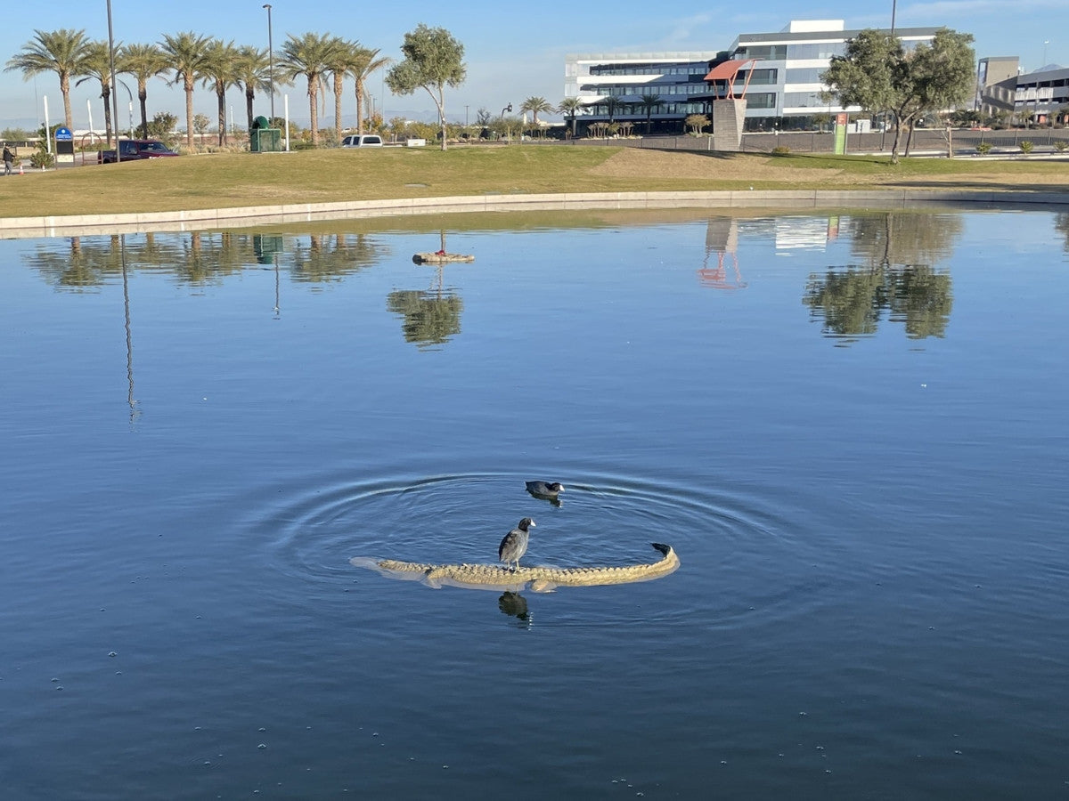 Universal Rocks Floating 8ft Alligator - GATOR8