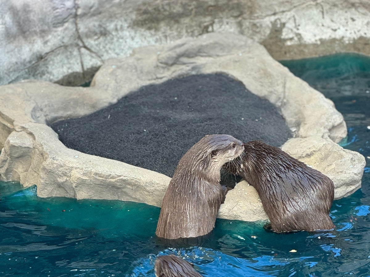 Universal Rocks Floating Island - FR-001