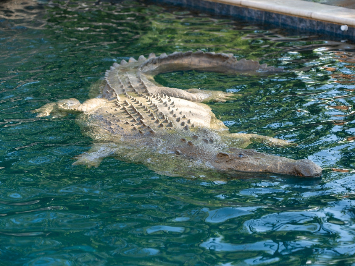 Universal Rocks Large 11ft Floating Crocodile - CROC11