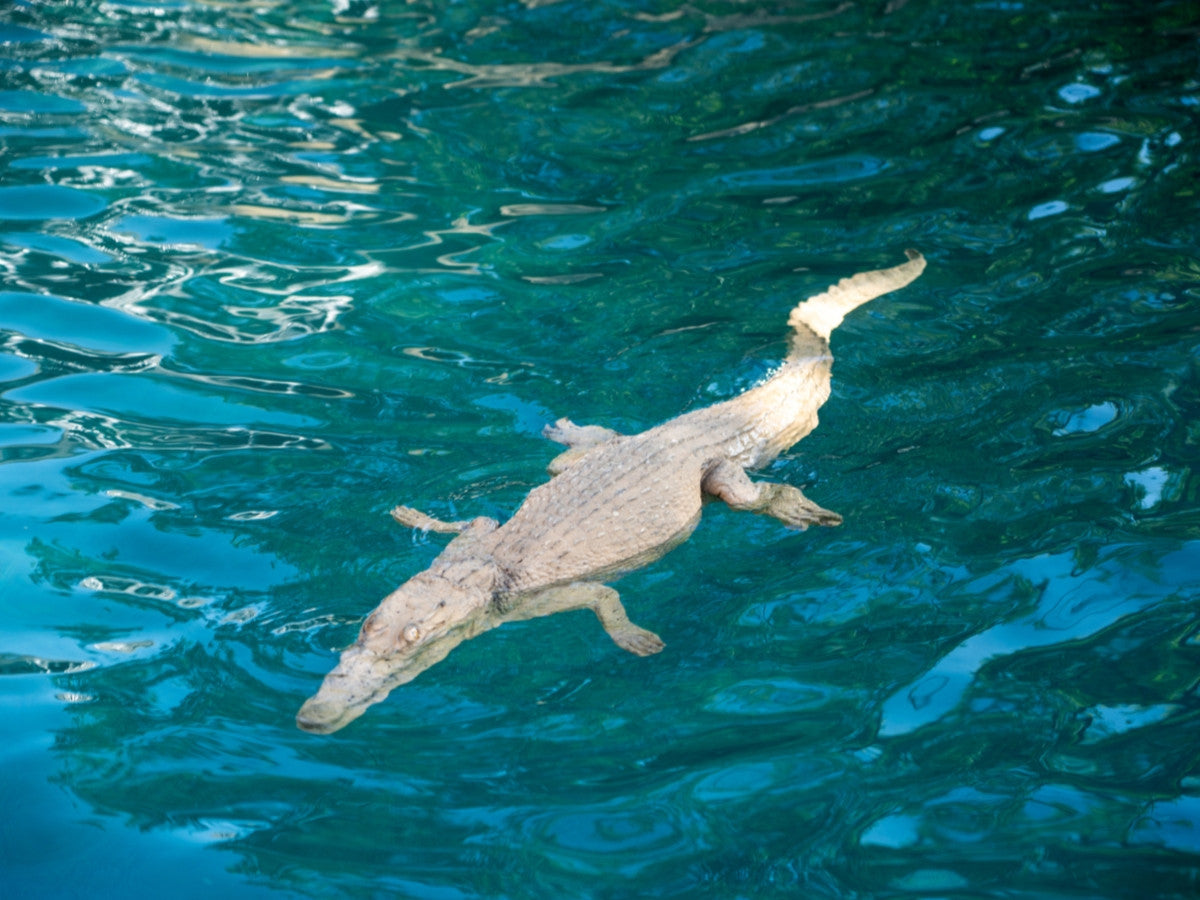 Universal Rocks Floating 4ft Crocodile - CROC4