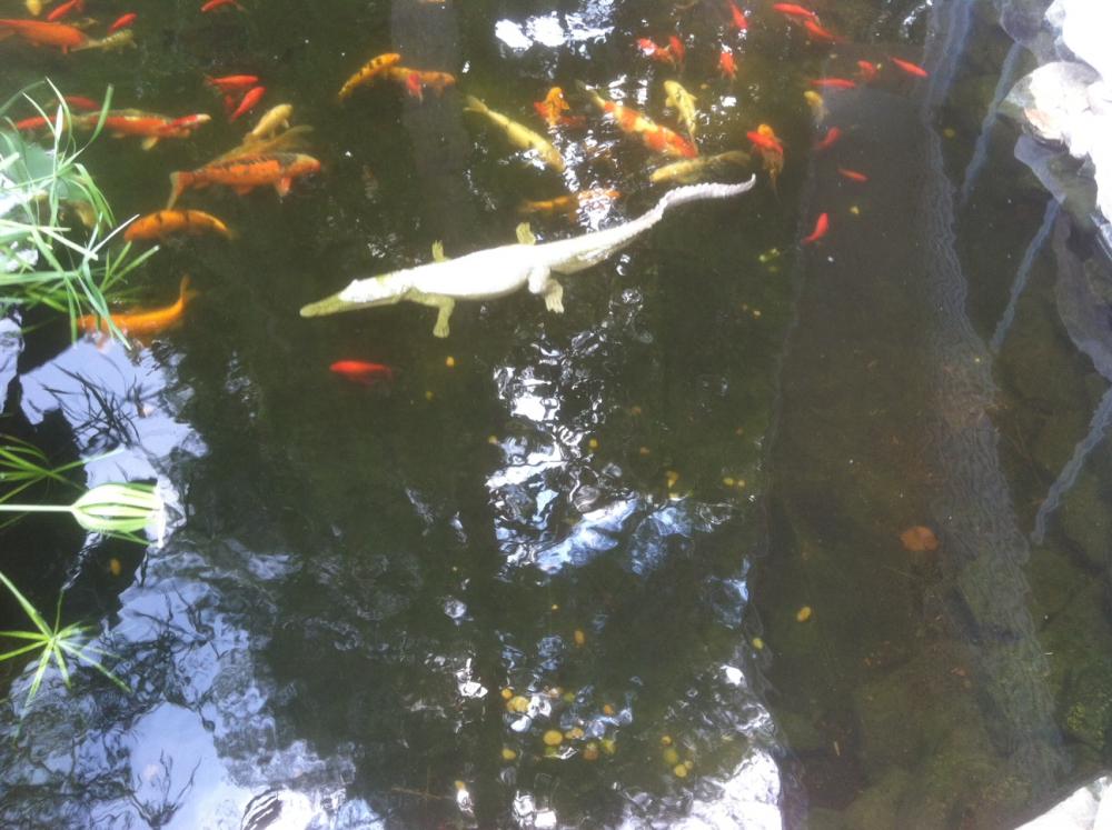 Universal Rocks Floating 4ft Crocodile - CROC4