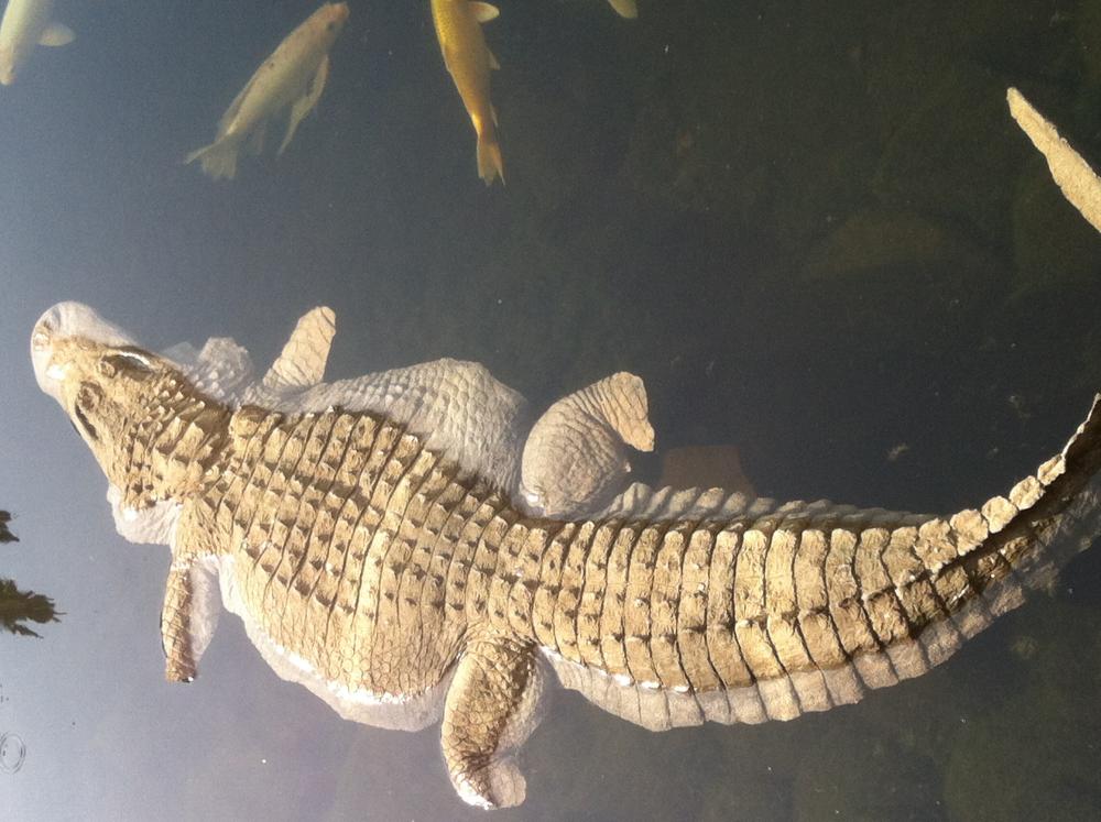 Universal Rocks Floating 8ft Alligator - GATOR8