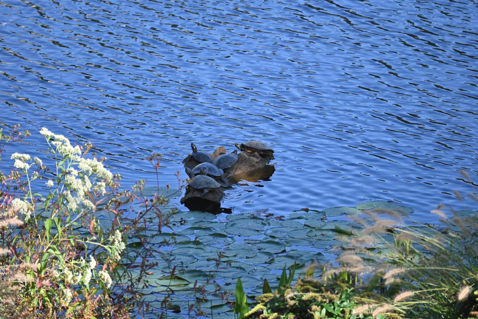 Universal Rocks Floating Log - FL-004