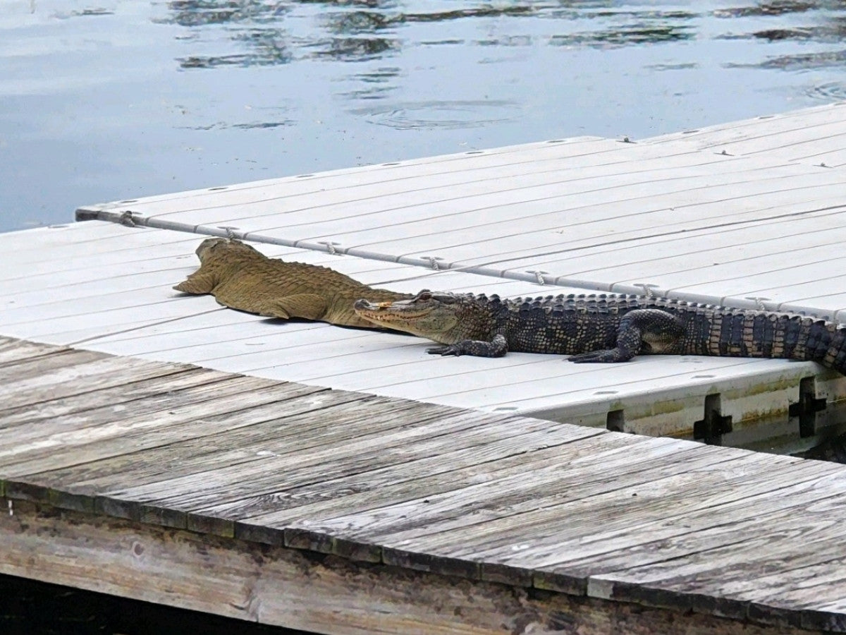 Universal Rocks Floating 8ft Alligator - GATOR8