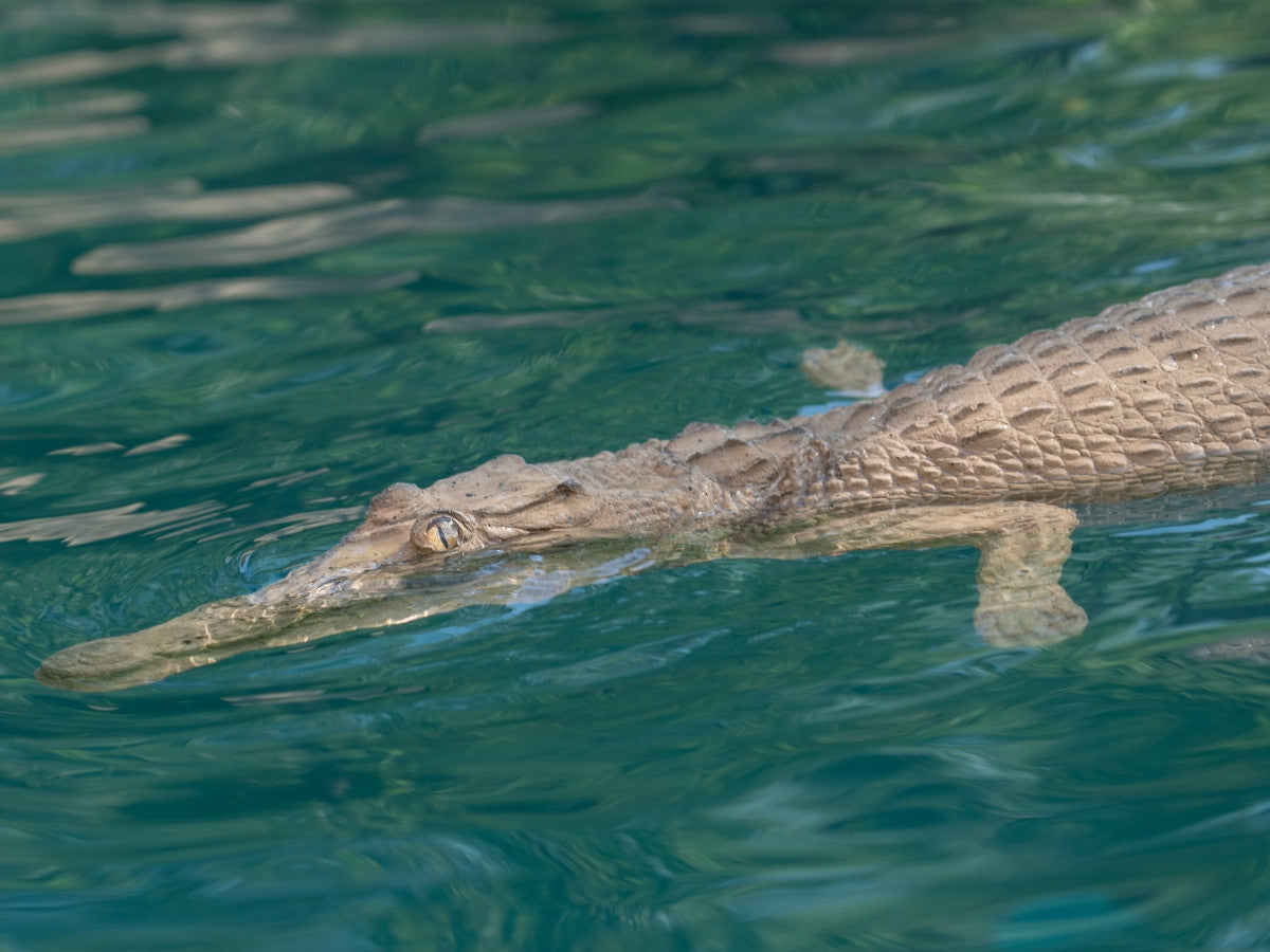 Universal Rocks Floating 4ft Crocodile - CROC4