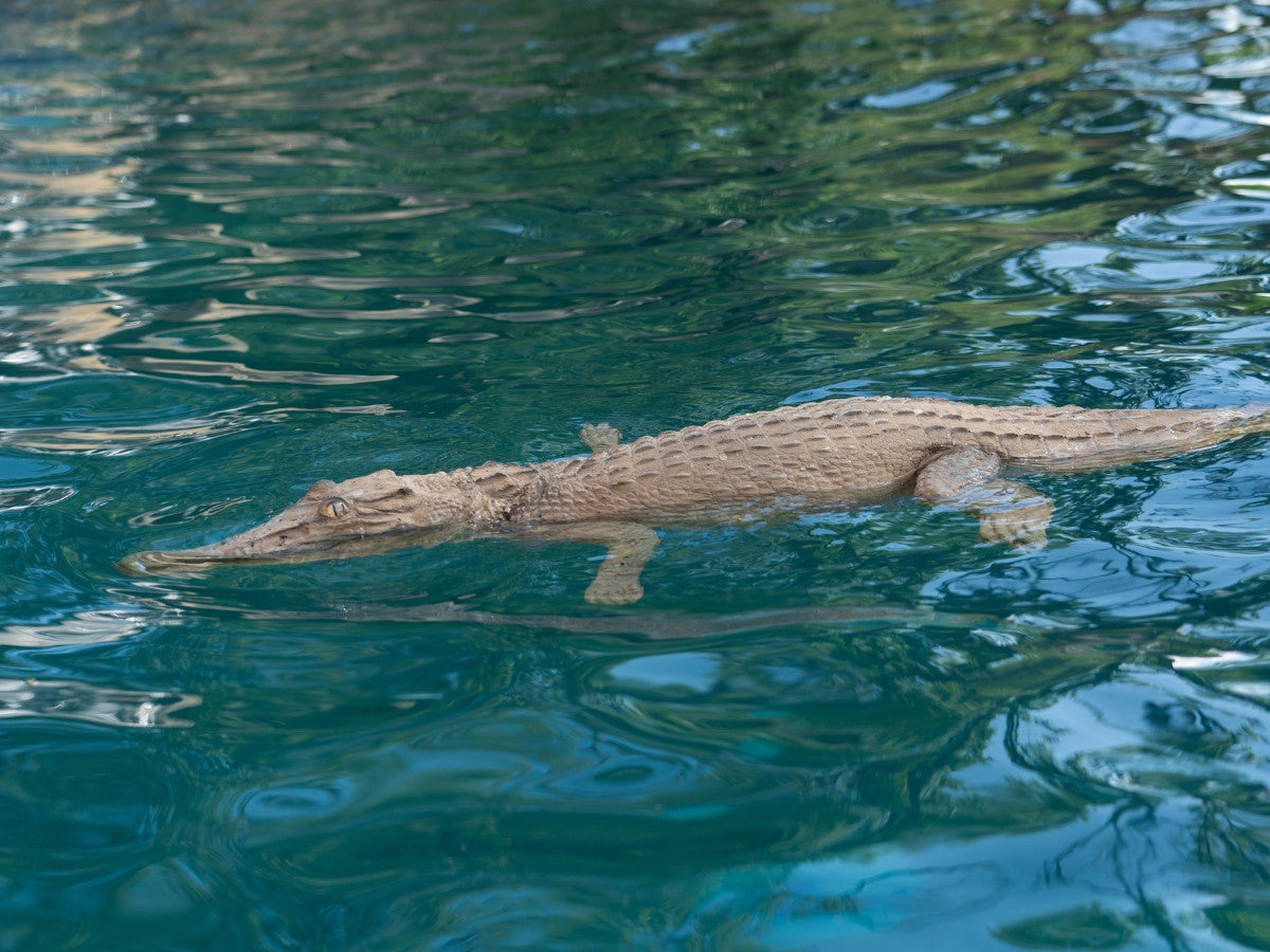 Universal Rocks Floating 4ft Crocodile - CROC4