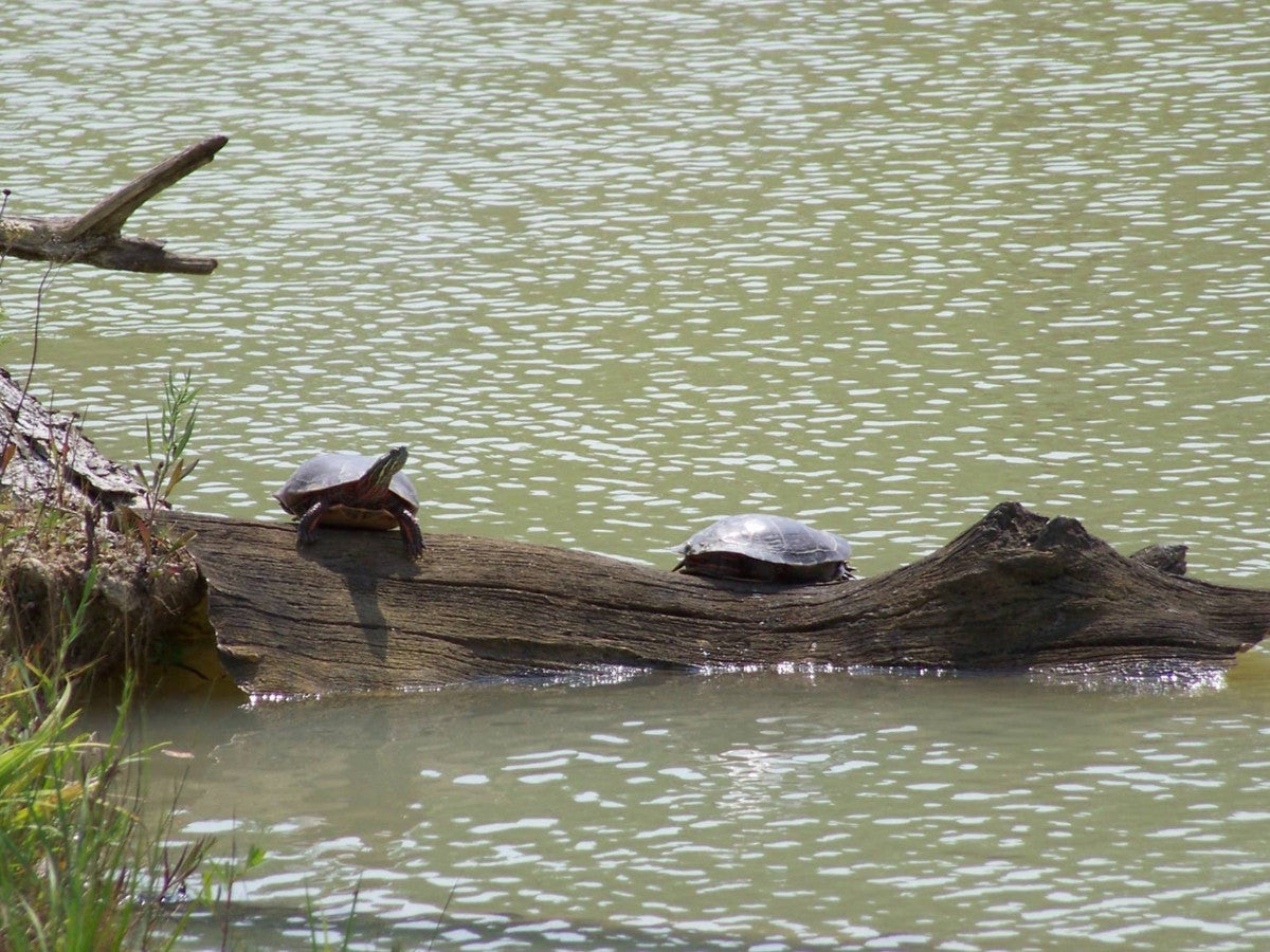 Universal Rocks Floating Log - FL-005