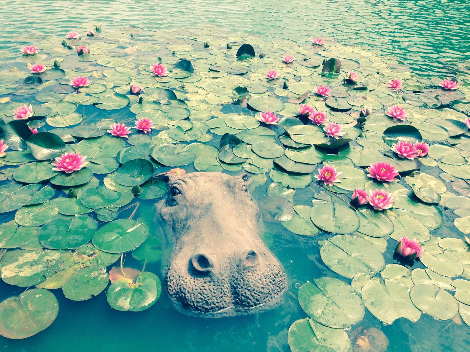 Universal Rocks Large Floating Hippo Head - HIPPO-LG