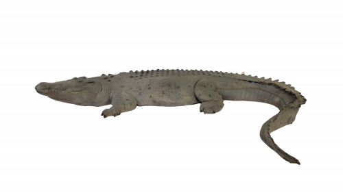 Universal Rocks Large 11ft Floating Crocodile - CROC11