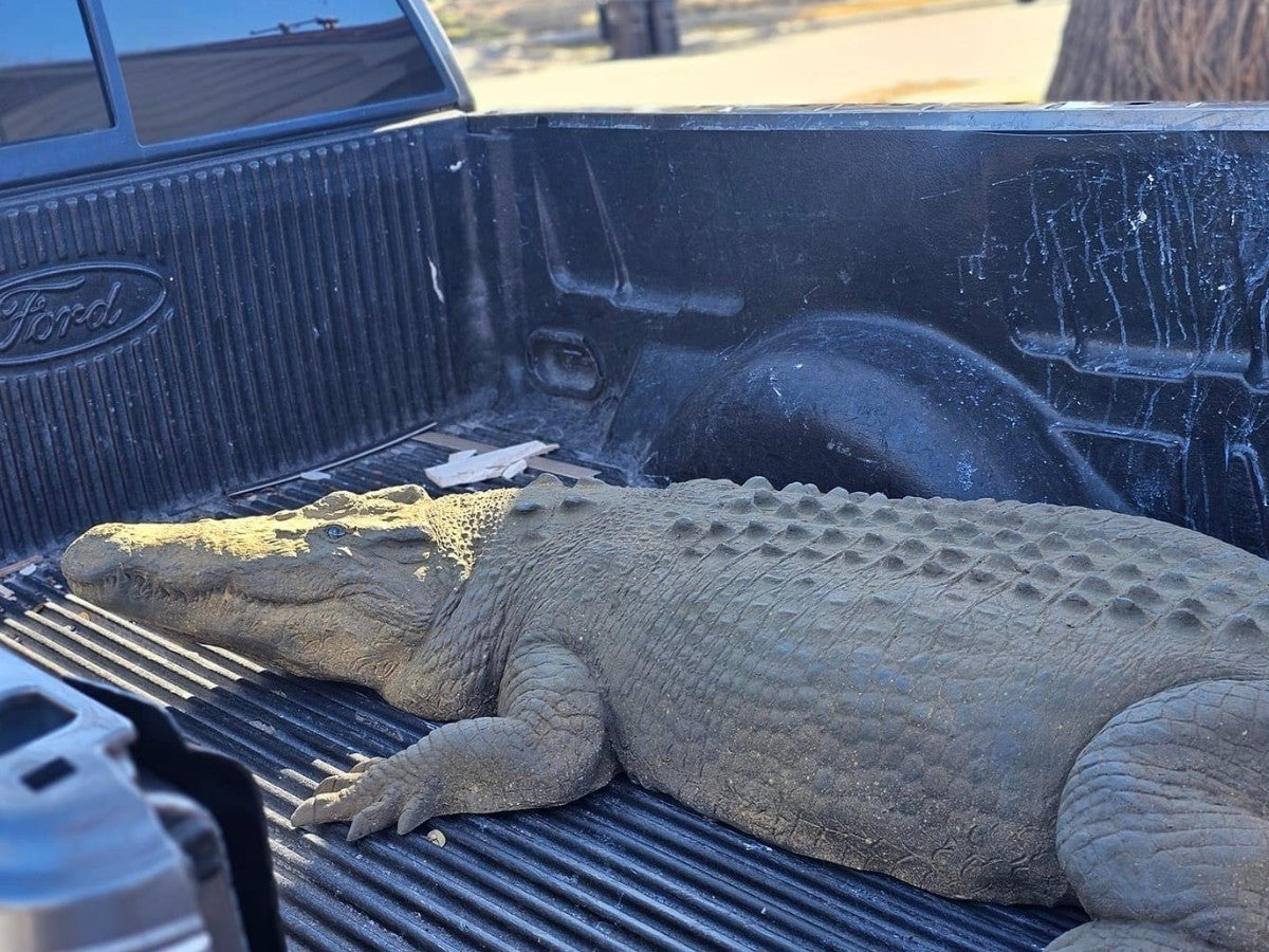 Universal Rocks Large 11ft Floating Crocodile - CROC11